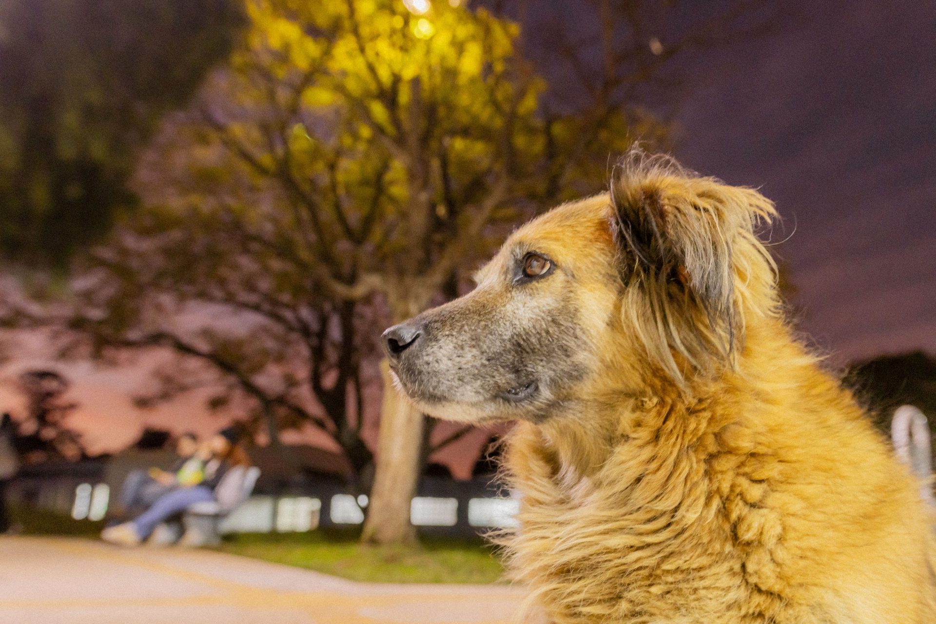 Projeto da UEPG e OAB convidam alunos para ações de proteção aos animais