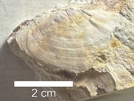 Foto: Reprodução/UEPG