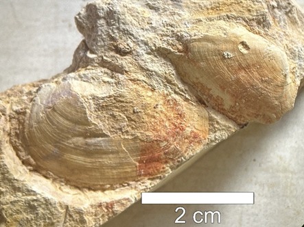 Foto: Reprodução/UEPG