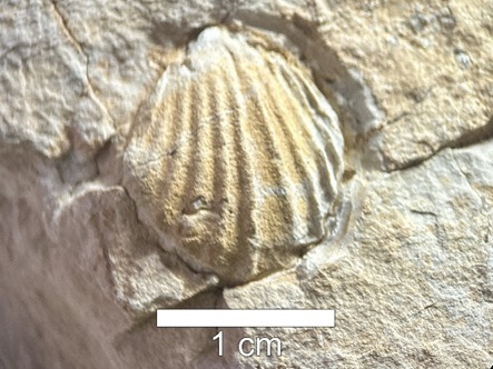 Foto: Reprodução/UEPG