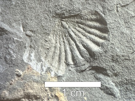 Foto: Reprodução/UEPG