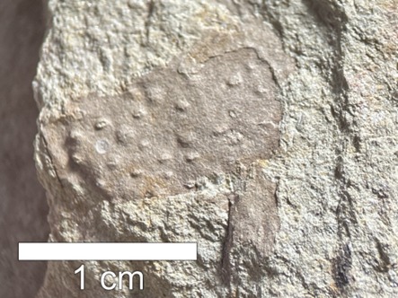 Foto: Reprodução/UEPG