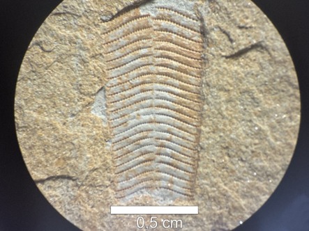 Foto: Reprodução/UEPG