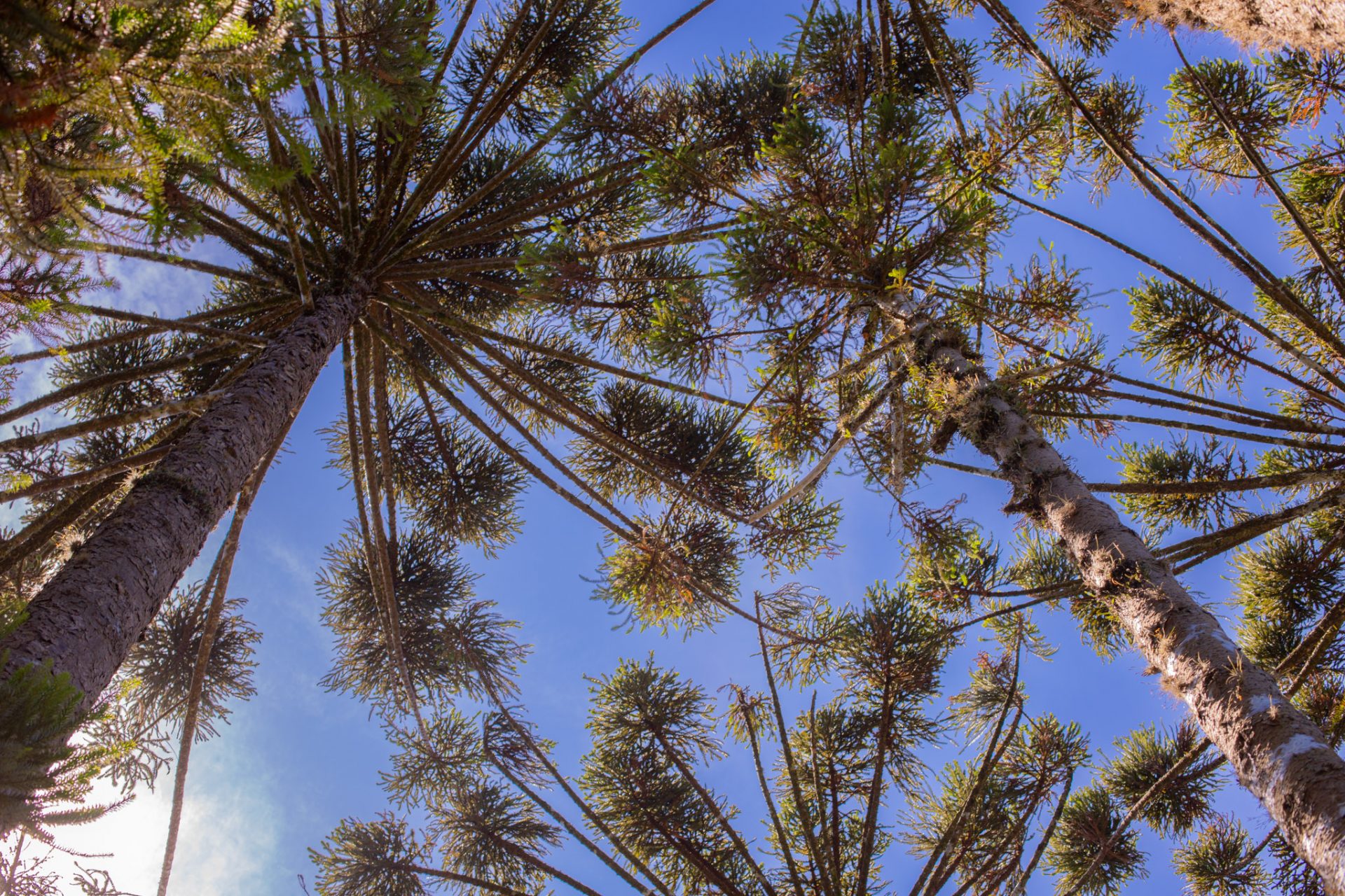 Foto: Reprodução/UEPG