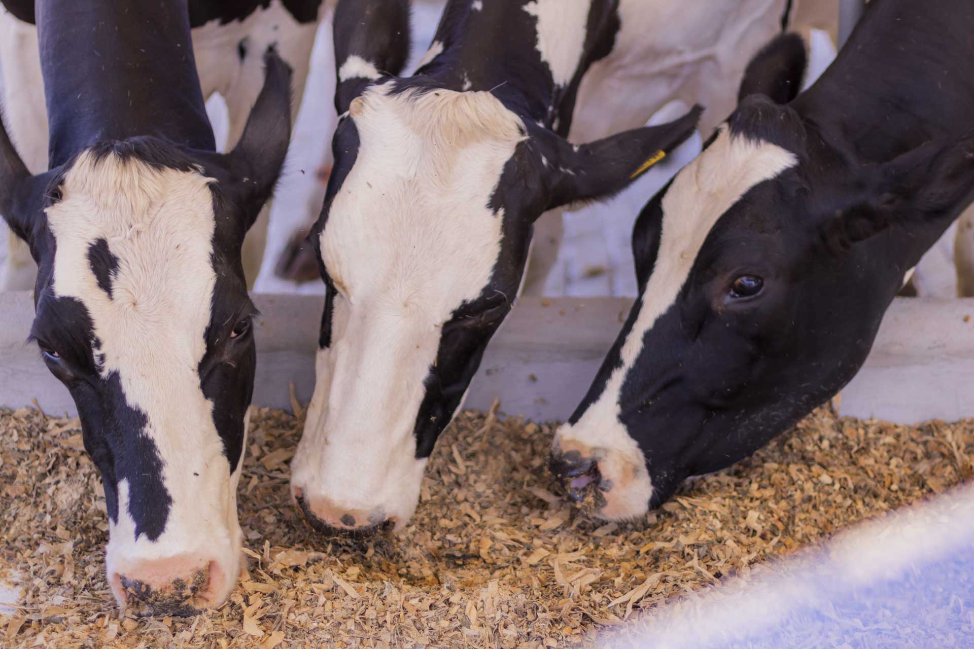 Foto: Reprodução/UEPG