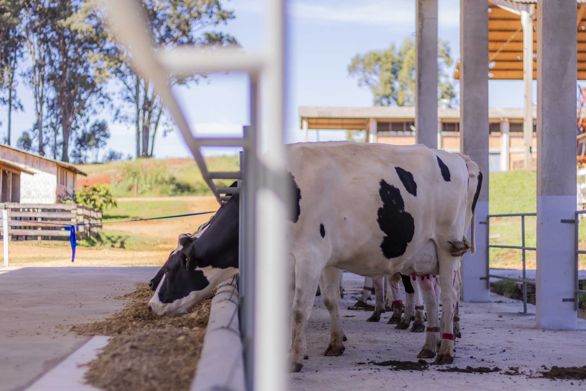 UEPG inaugura abrigo para gado leiteiro na Fazenda Escola