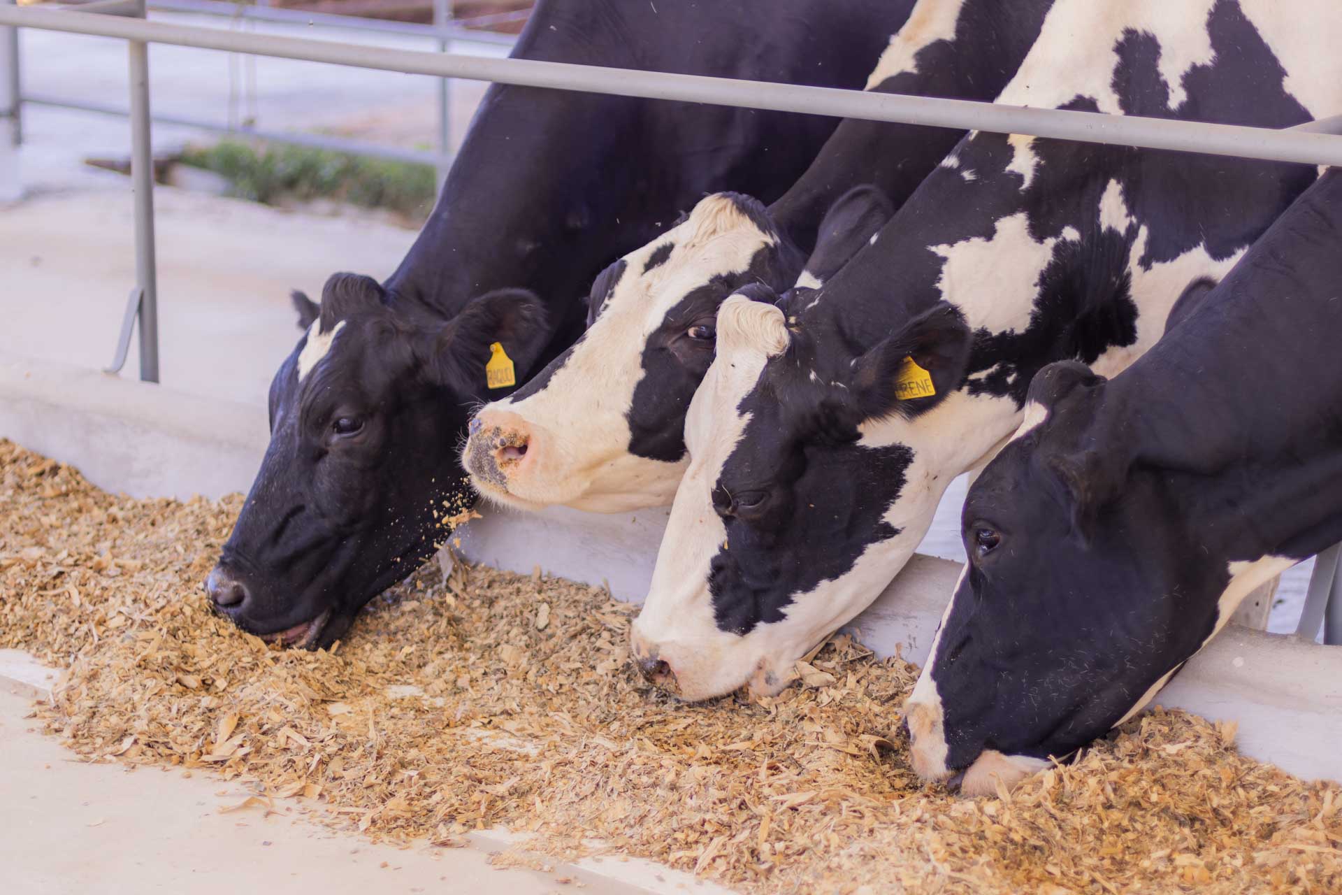 Foto: Reprodução/UEPG