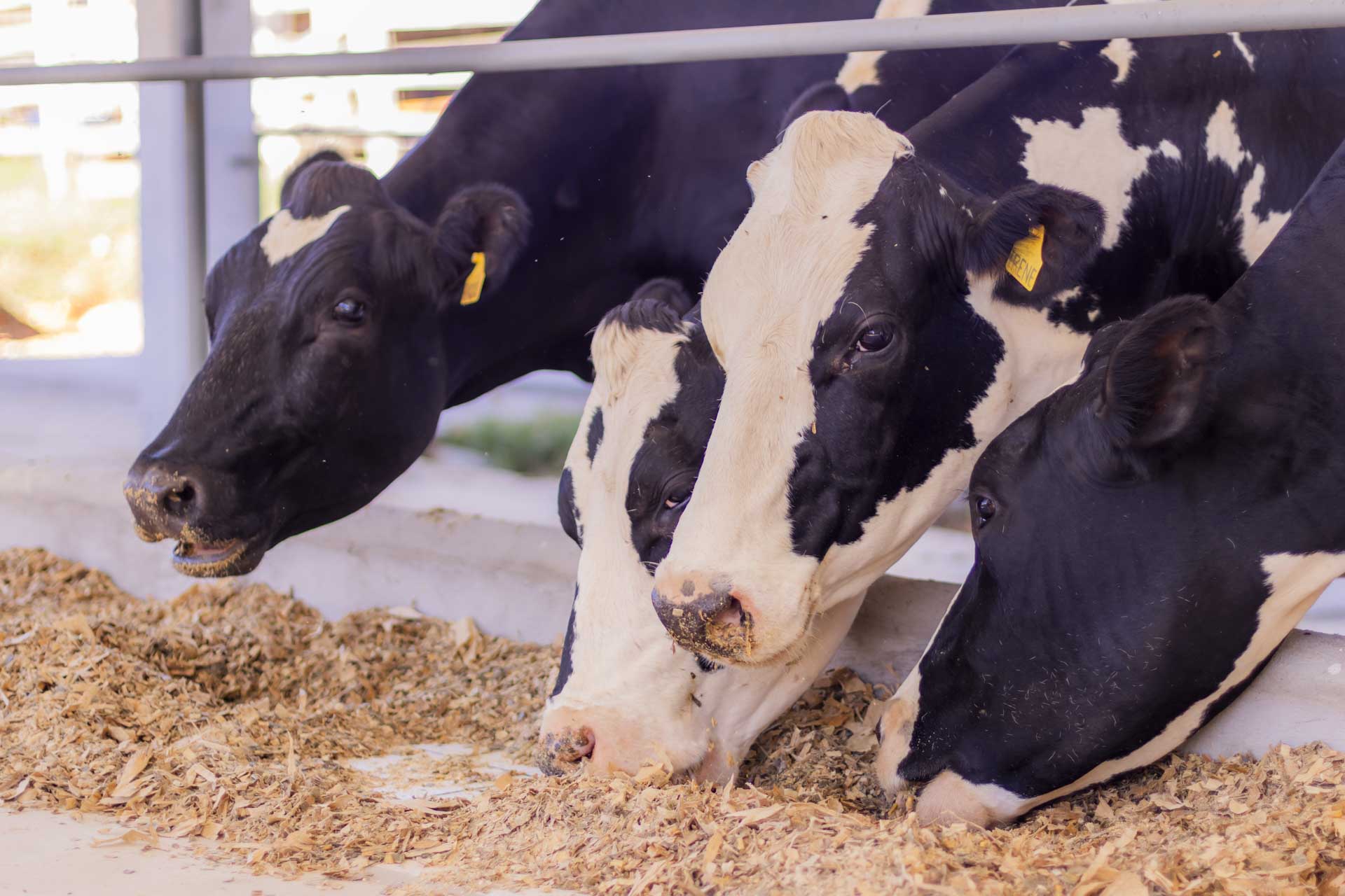 Foto: Reprodução/UEPG