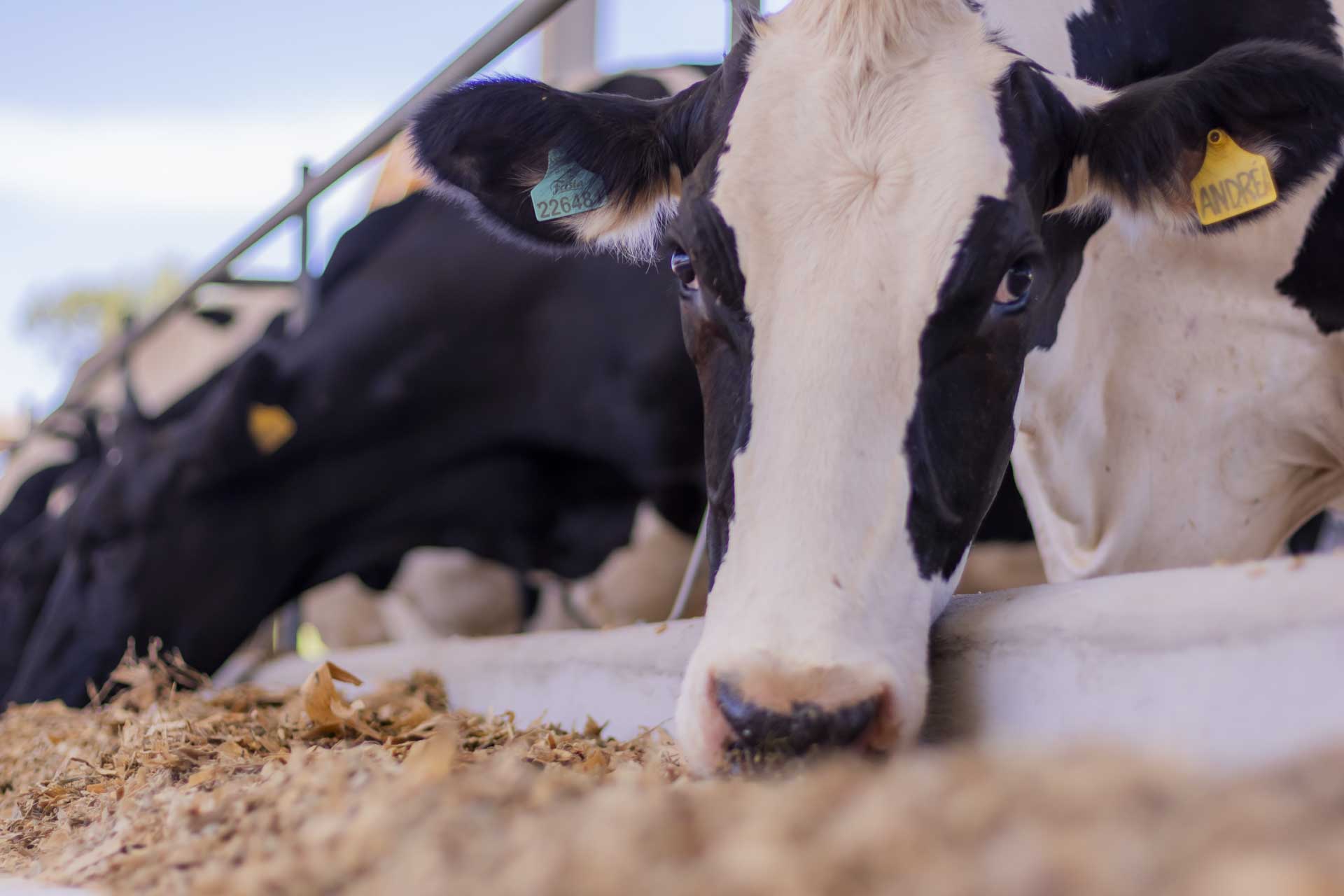 Foto: Reprodução/UEPG