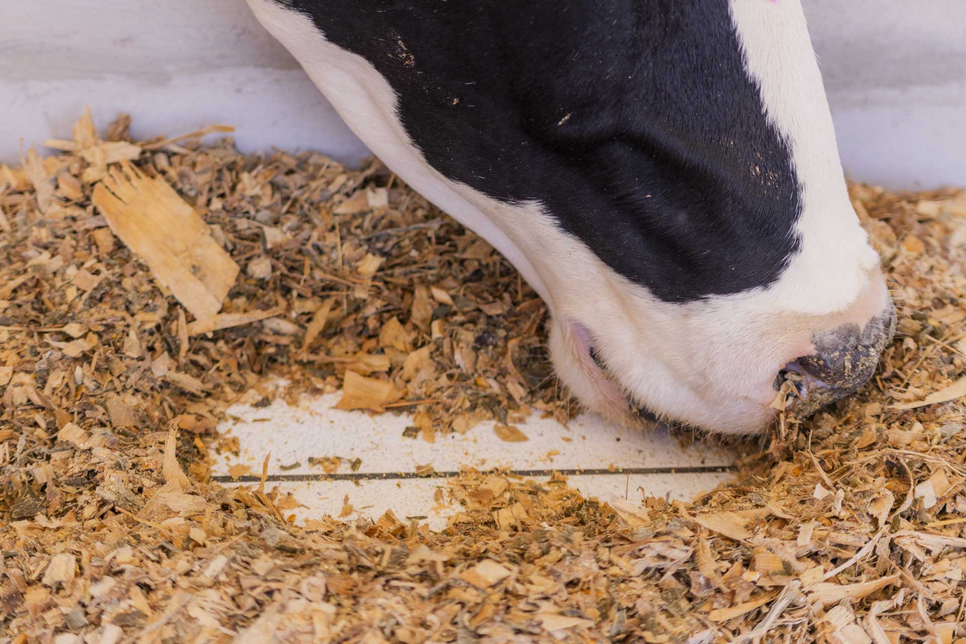 Foto: Reprodução/UEPG