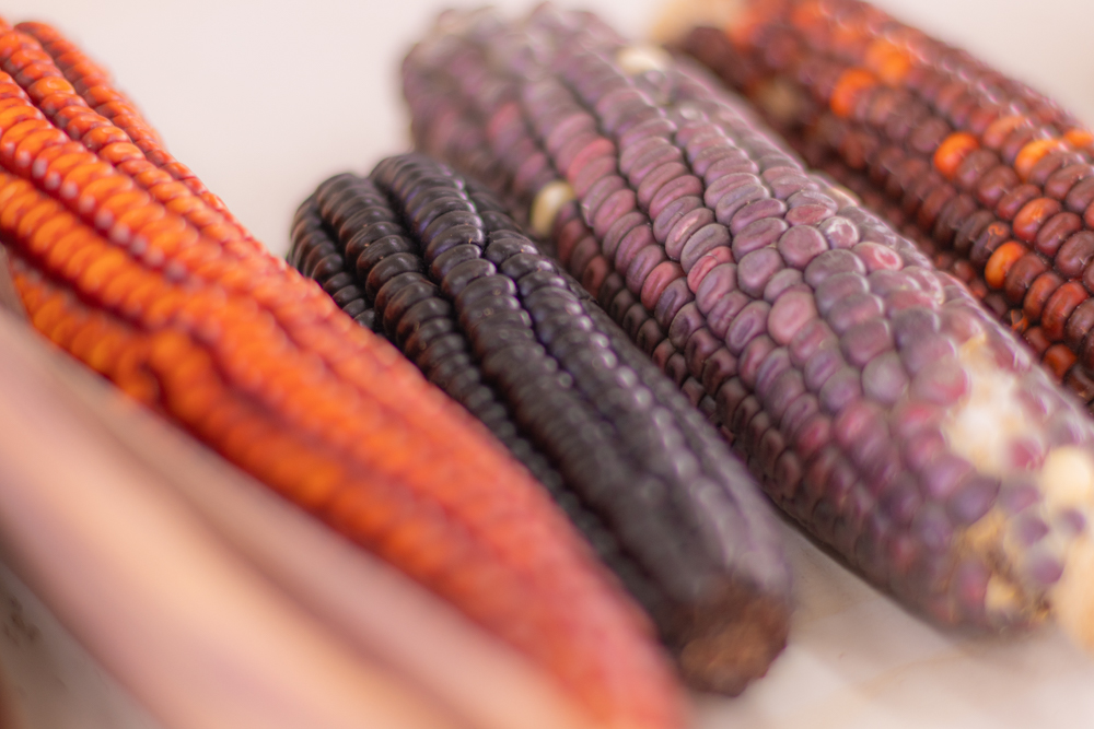 Foto: Reprodução/UEPG