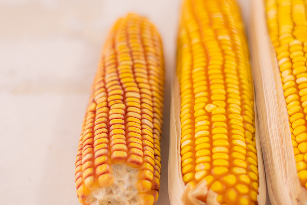 Foto: Reprodução/UEPG