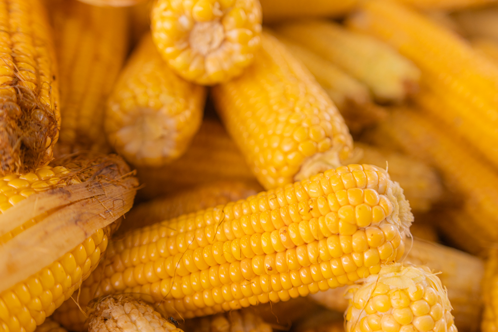 Foto: Reprodução/UEPG