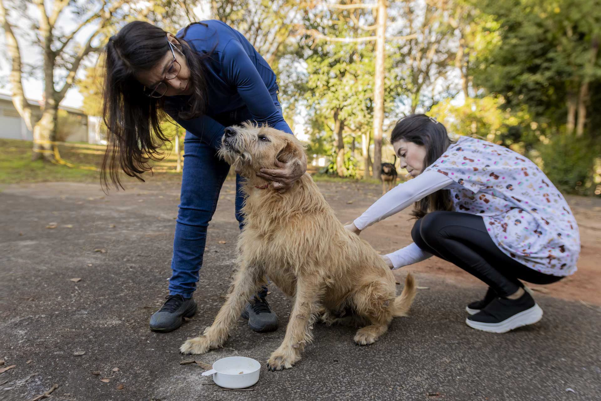 Cães comunitários da UEPG são vacinados