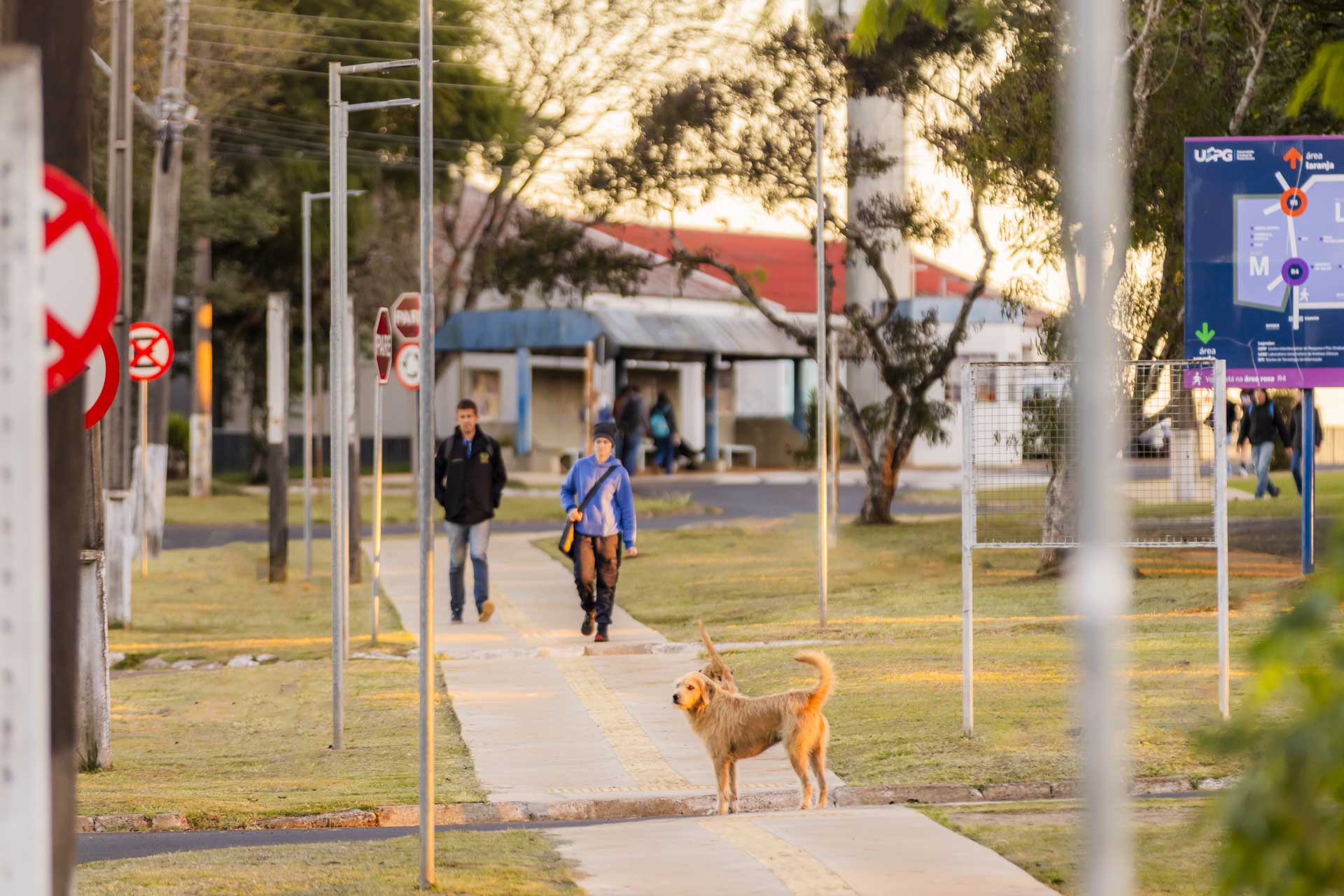 UEPG aprova resolução sobre animais comunitários nos campi